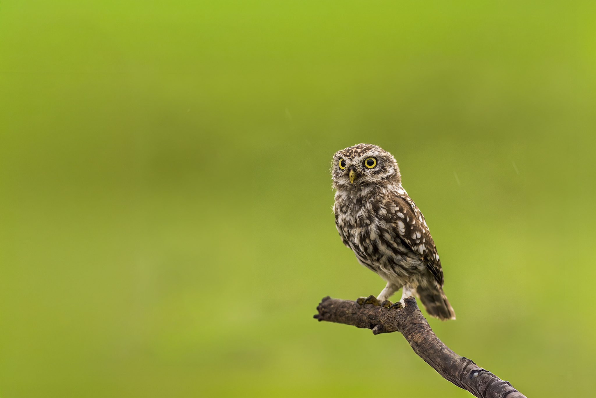 A little owl is seen on the Chongming Island, Shanghai, China, August 27, 2025. /VCG