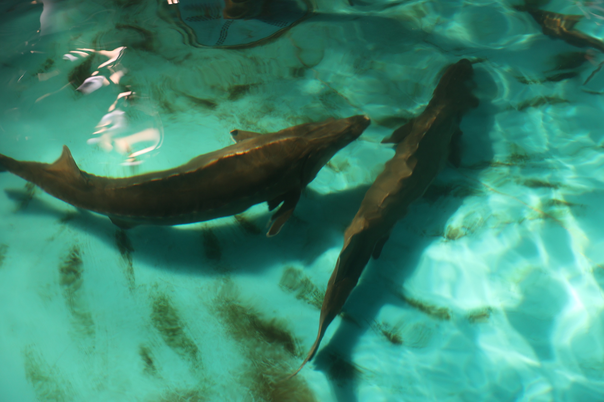 Artificially bred Chinese sturgeons in Yichang, Hubei Province, central China, January 13, 2026. /VCG