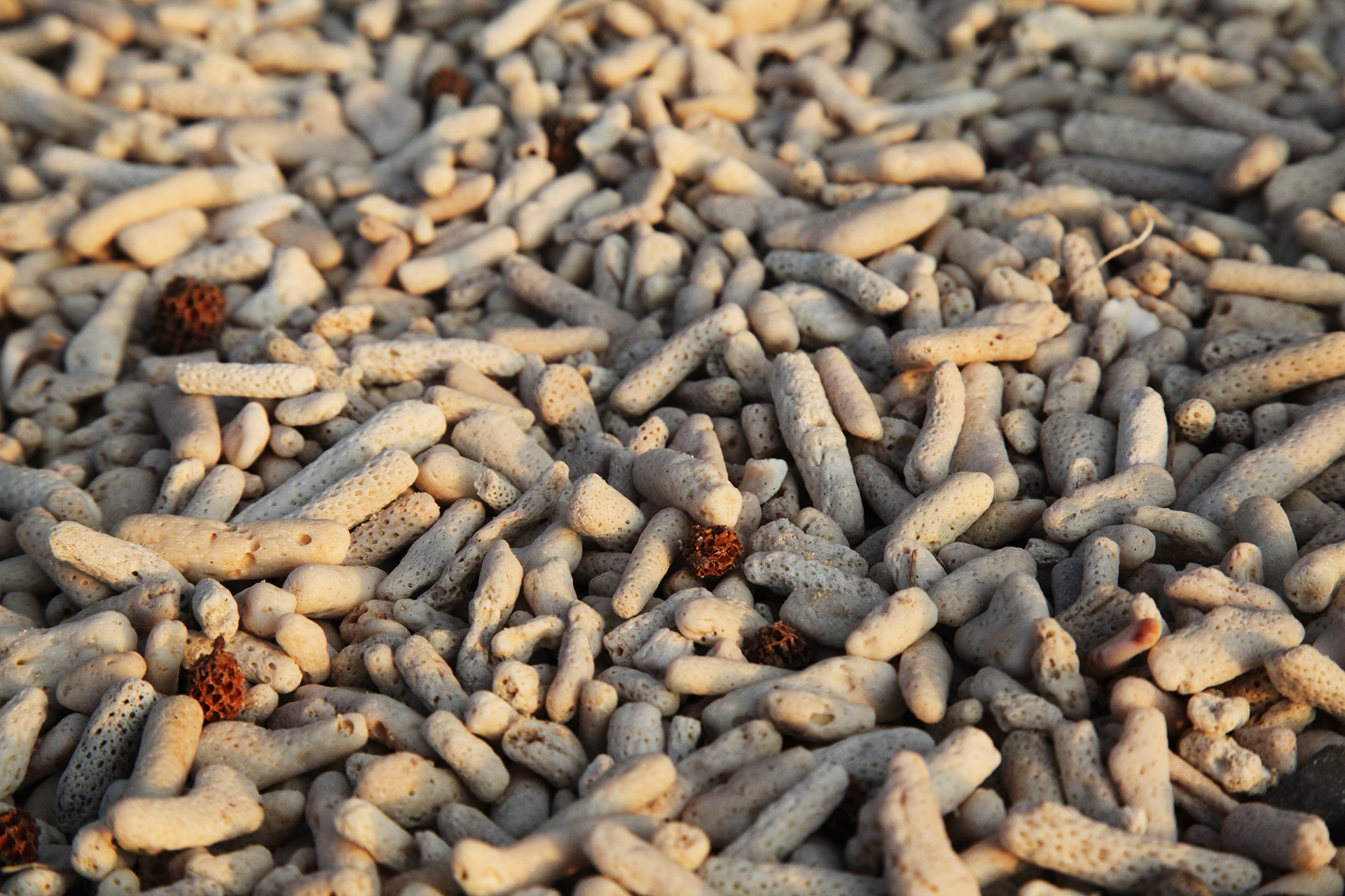 The setting sun casts its glow on the coral fragments at Shiluokou Beach on Weizhou Island in Beihai, Guangxi. /CGTN