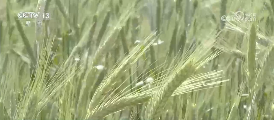 The forage triticale field in Awati Town, Xinjiang Uygur Autonomous Region, northwest China, May 13, 2026. /China Media Group