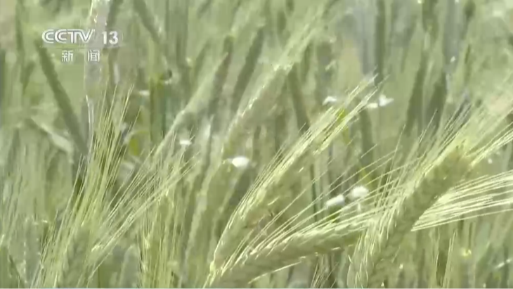 Tech turns saline desert land into productive forage fields
