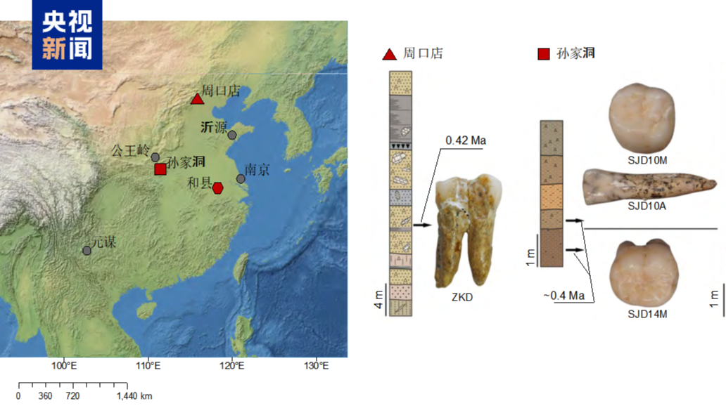 Chinese scientists recover first molecular data from Homo erectus