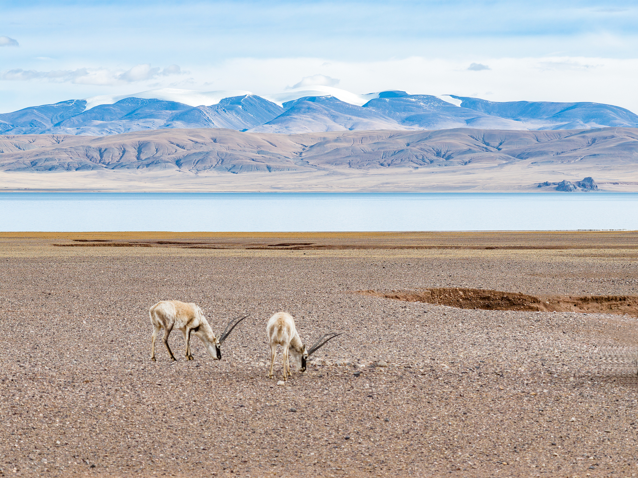 Tibetan antelopes are seen in Ali Prefecture, Xizang Autonomous Region, southwest China, April 1, 2026. /VCG