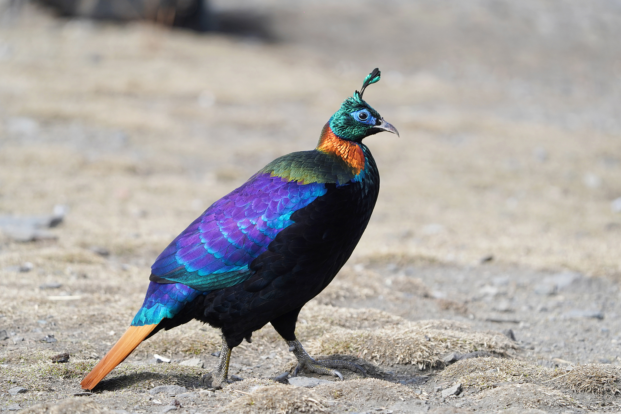 A Himalayan monal in Shannan, Xizang Autonomous Region, southwest China, March 3, 2025. /VCG