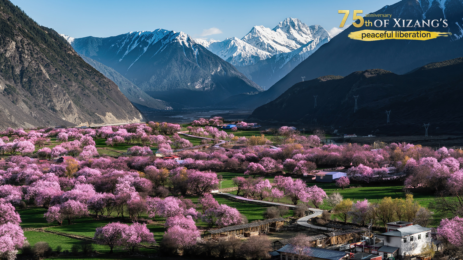 High-altitude breakthroughs: Wildlife revival reshapes Xizang