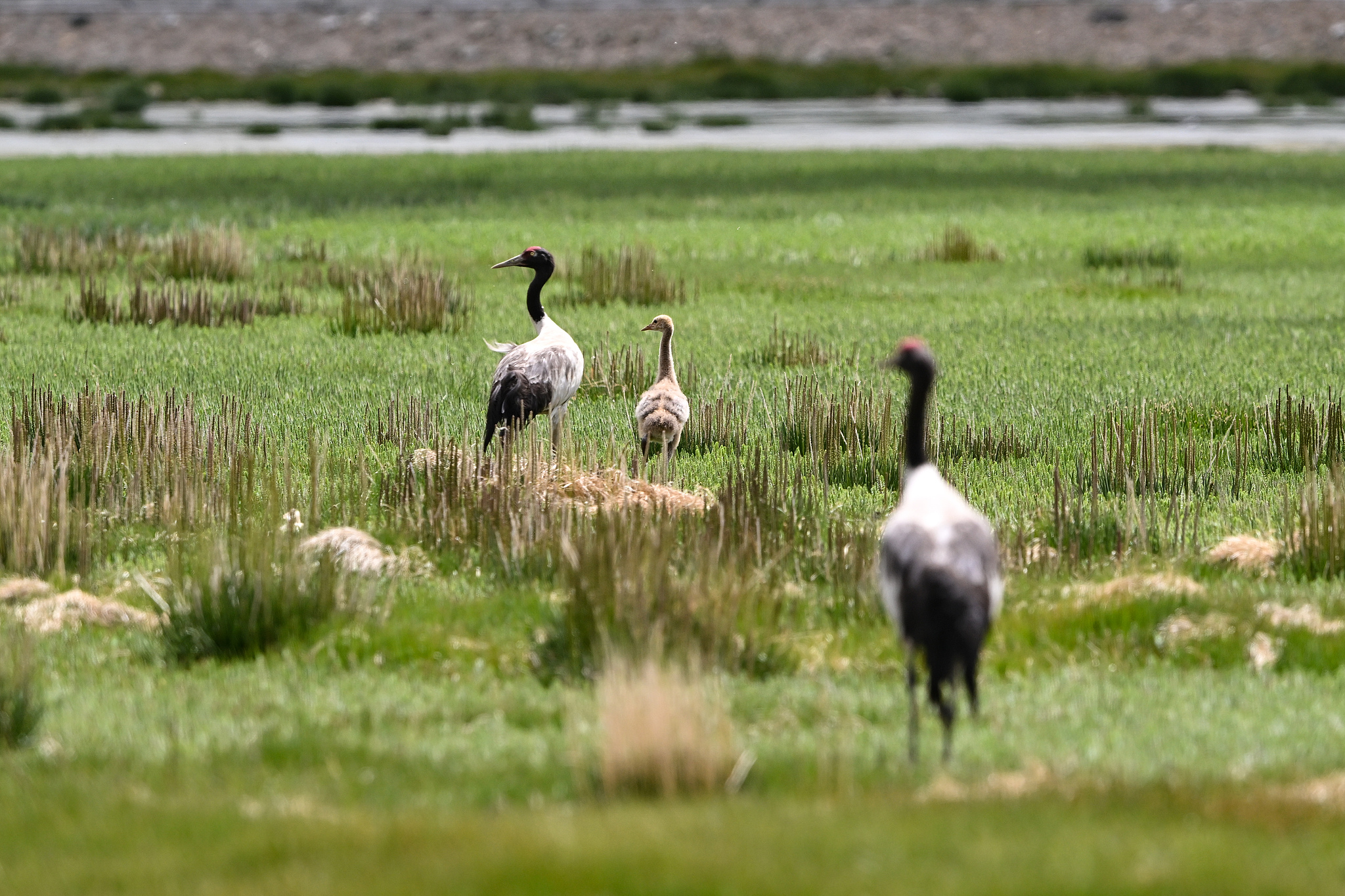 A family of black-necked cranes is seen in a wetland in Nagqu, Xizang Autonomous Region, southwest China, July 10, 2025. /VCG