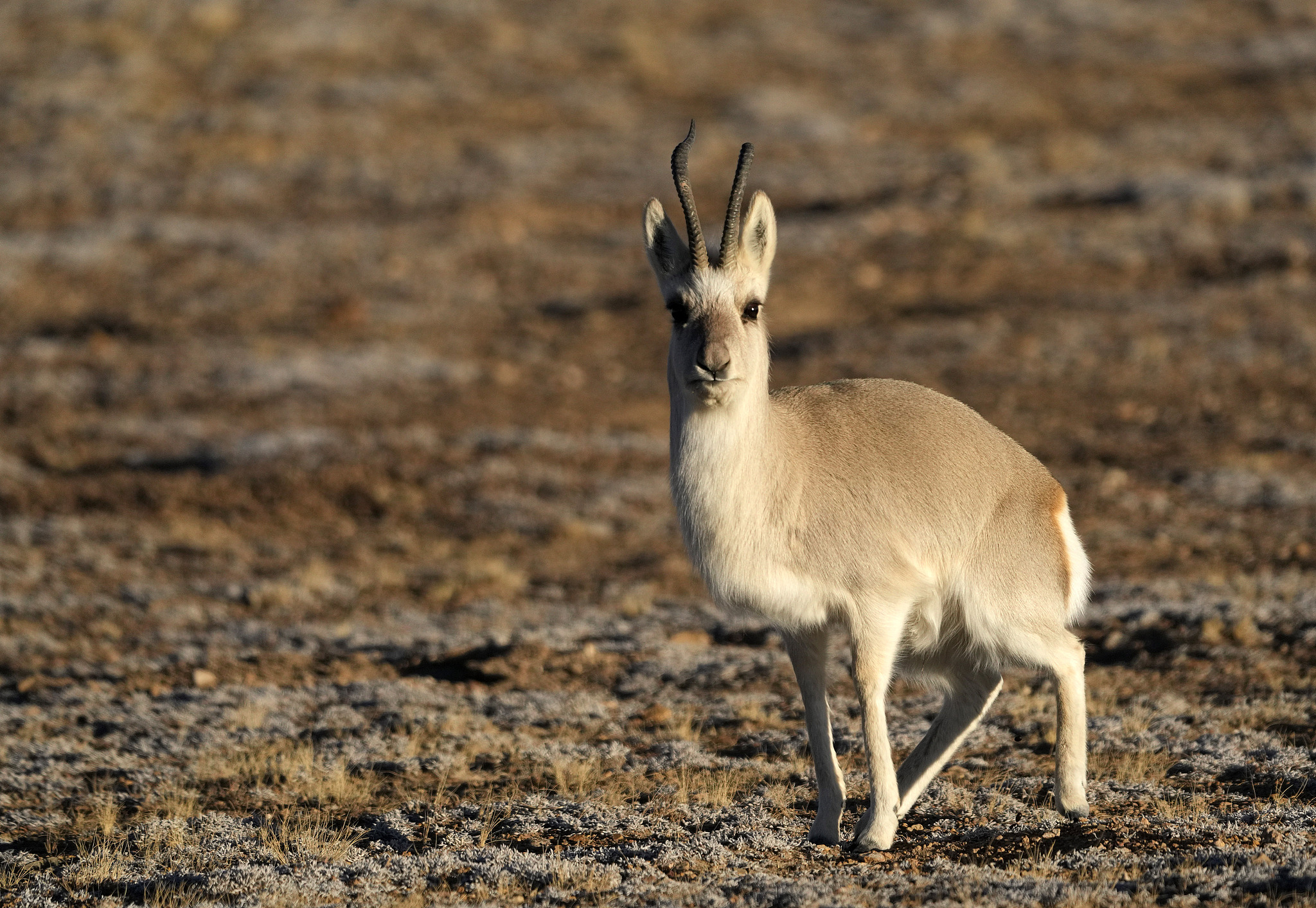 A Tibetan gazelle is seen in Nagqu, Xizang Autonomous Region, southwest China, December 20, 2025. /VCG