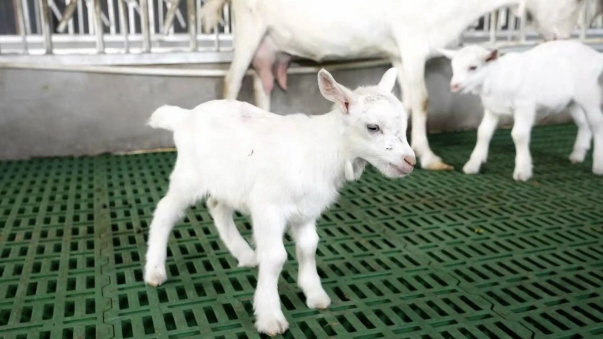 The cloned high-yield dairy goats. /CMG