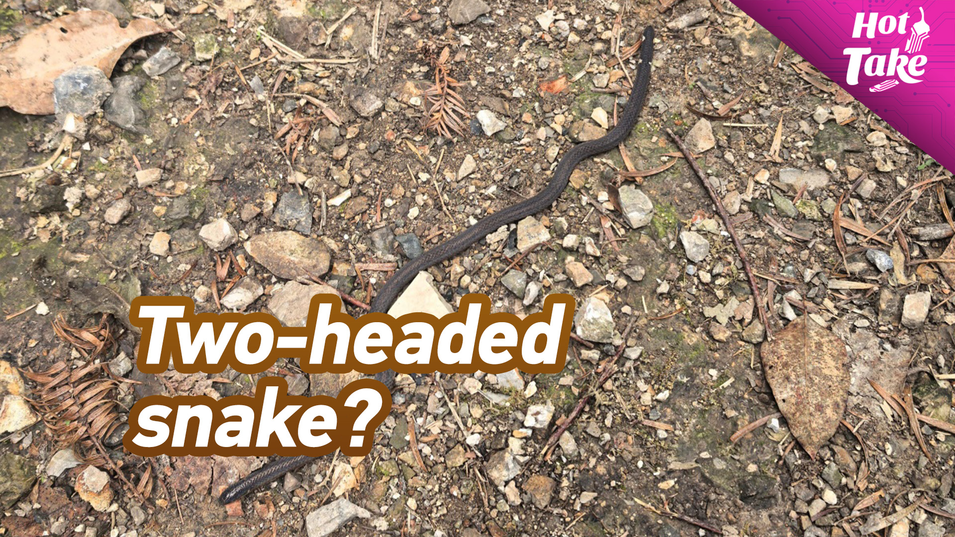 Hot Take: Meet the 'two-headed' snake, a master of disguise