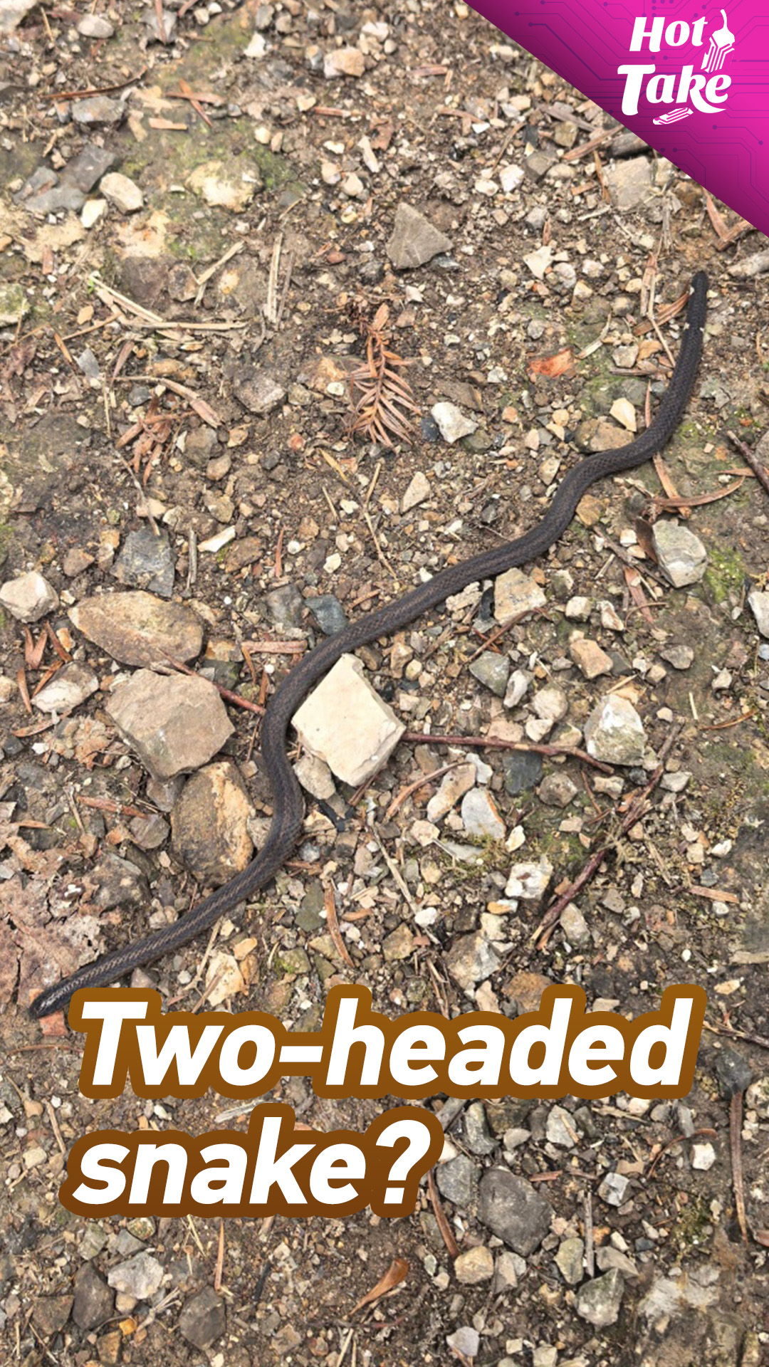 Hot Take: Meet the 'two-headed' snake, a master of disguise
