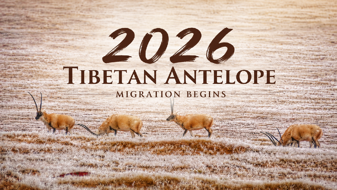 2026 Tibetan antelope migration begins
