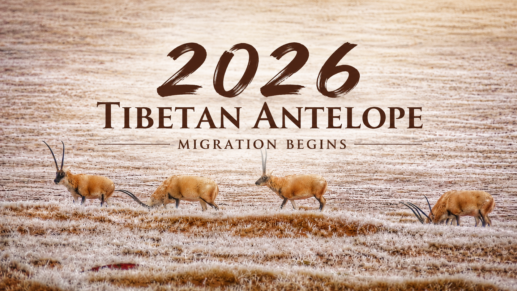 2026 Tibetan antelope migration begins
