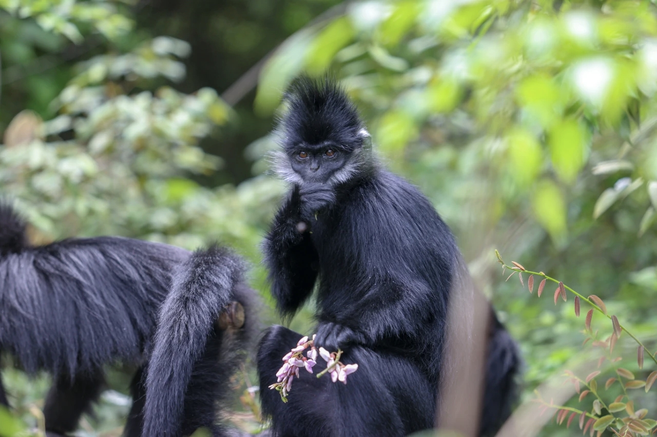 Francois' leaf monkeys are seen at Mayanghe National Nature Reserve in southwest China's Guizhou Province. /Tongren Media Convergence Center