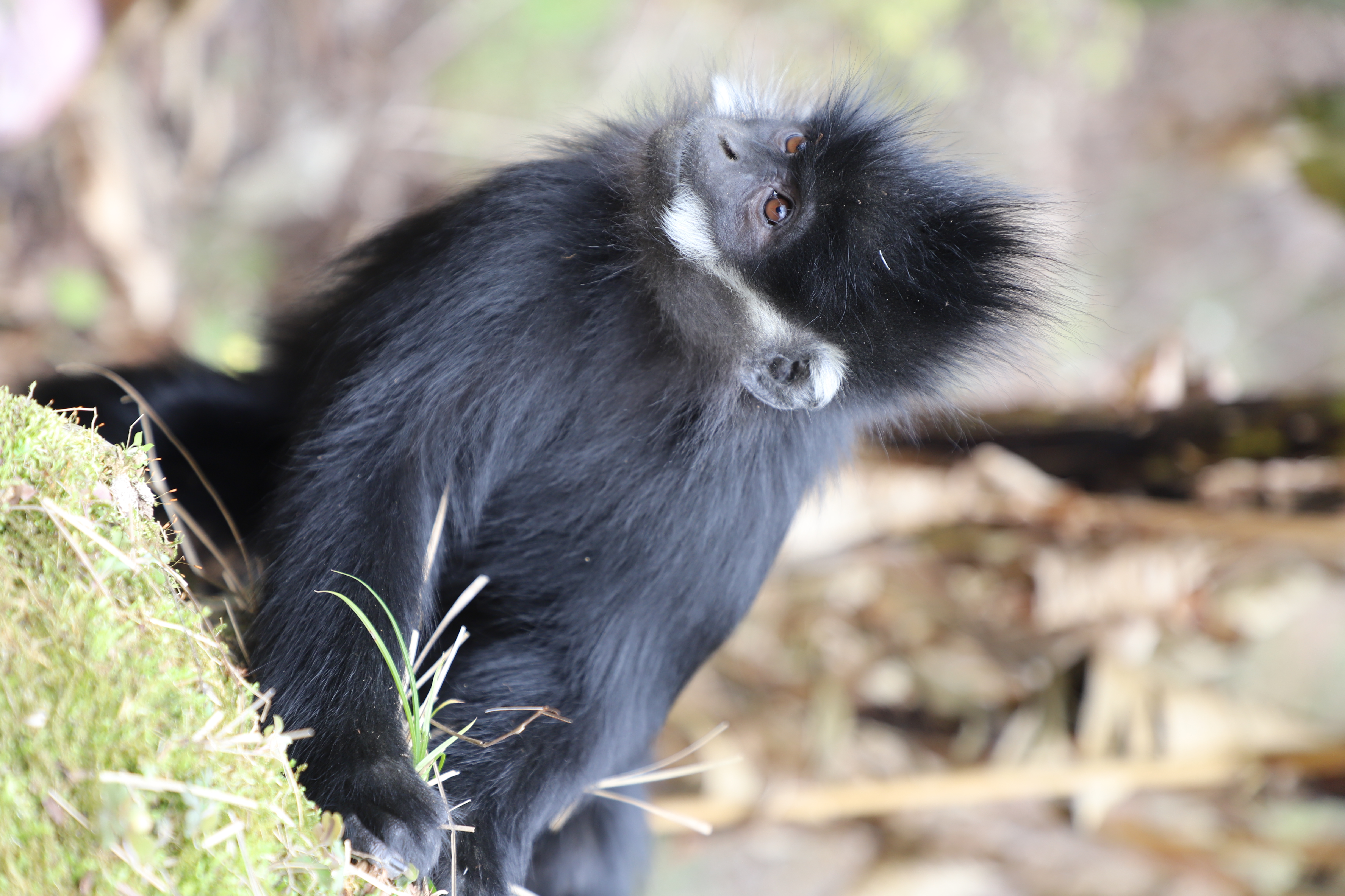 Francois' leaf monkey is seen at Mayanghe National Nature Reserve in southwest China's Guizhou Province. /Tongren Media Convergence Center