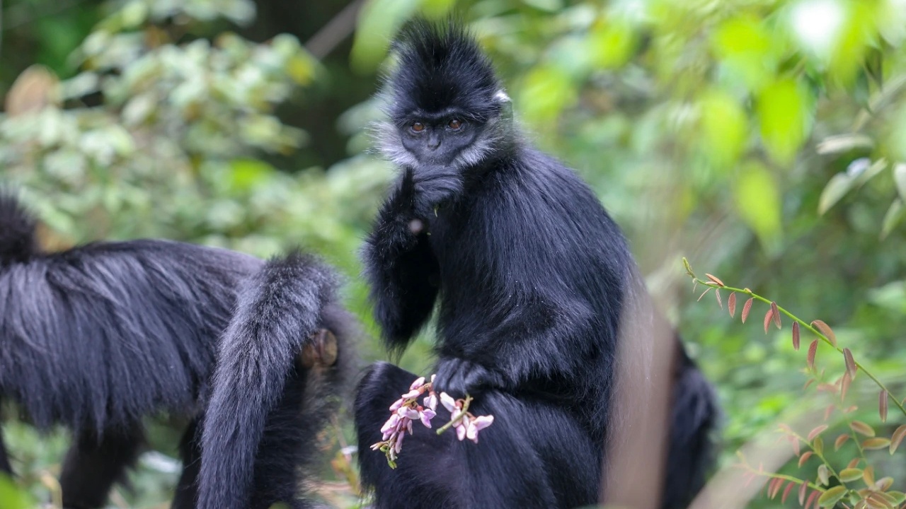 Eco-tech boosts rare wild monkey conservation in Guizhou