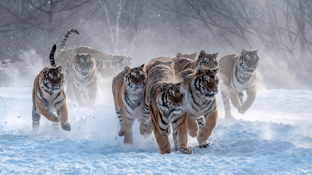 Amur tigers undergo wild prey hunting training, northeast China's Heilongjiang Province, February 21, 2026. /VCG