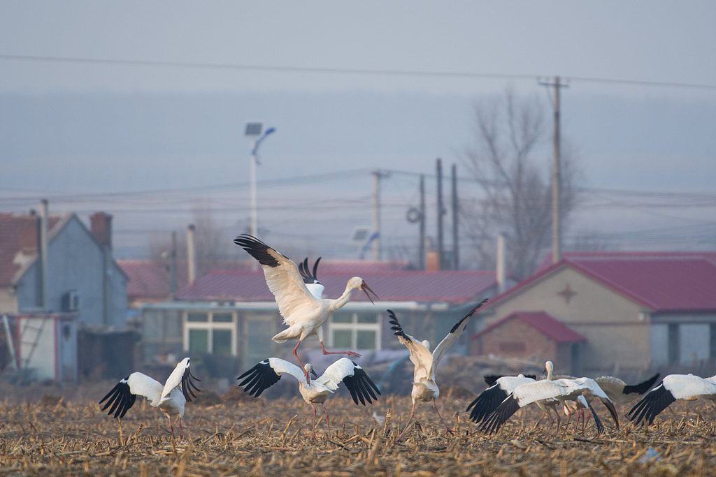Siberian cranes forage, rest and fly over farmland, northeast China's Liaoning Province, March 22, 2026. /VCG