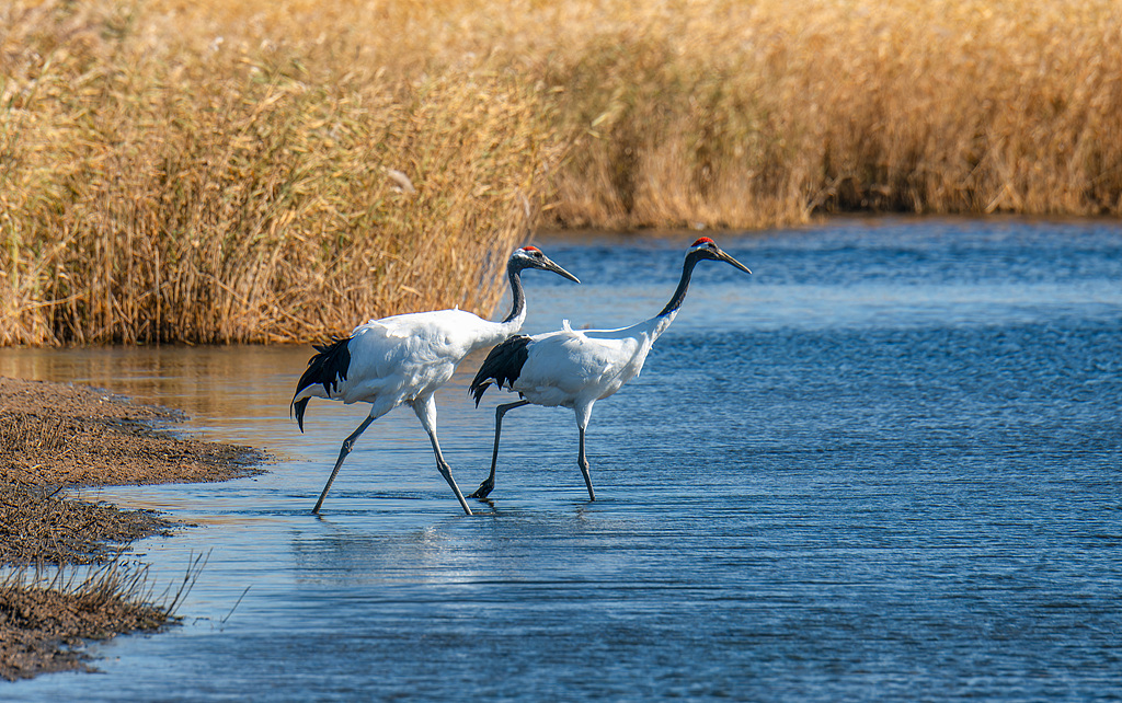 Red-crowned cranes at Zhalong Nature Reserve in Qiqihar, northeast China's Heilongjiang Province, October 1, 2024. /VCG