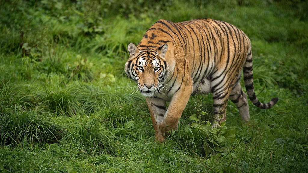 A tiger at Siberian Tiger Park, northeast China's Heilongjiang Province, August 23, 2017. /VCG