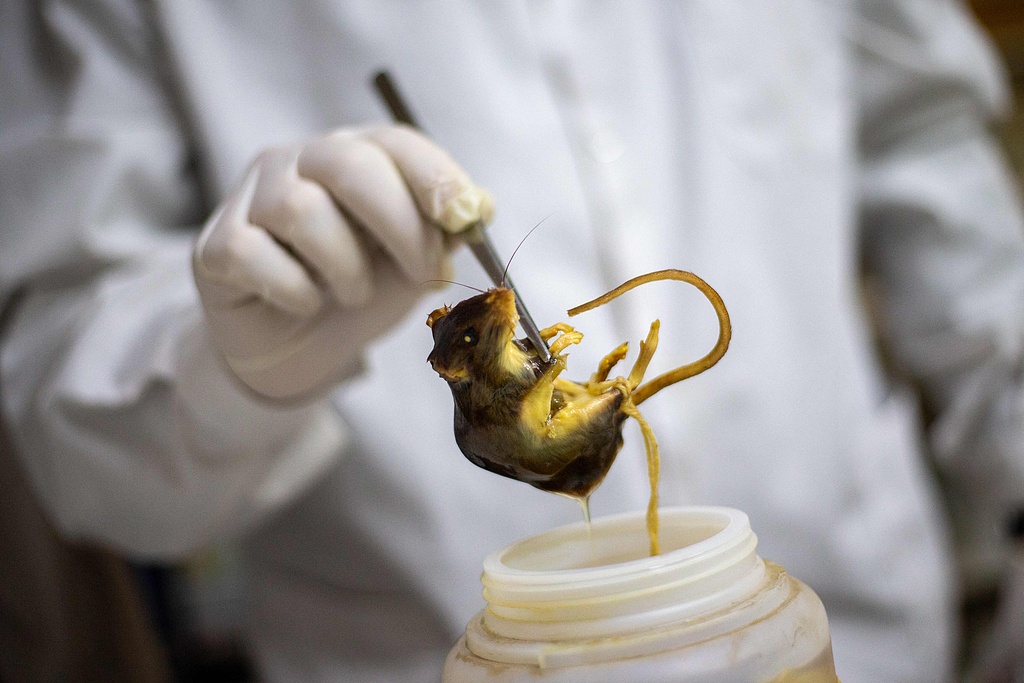 A researcher holds a preserved specimen of Graomys chacoensis in Cordoba, Argentina, May 13, 2026. /VCG