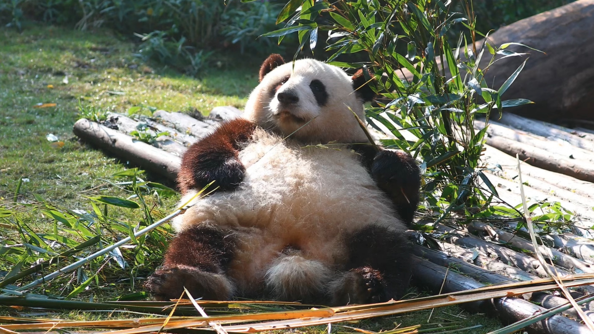 From pandas to ancient marvels: Global mayors discover Chengdu