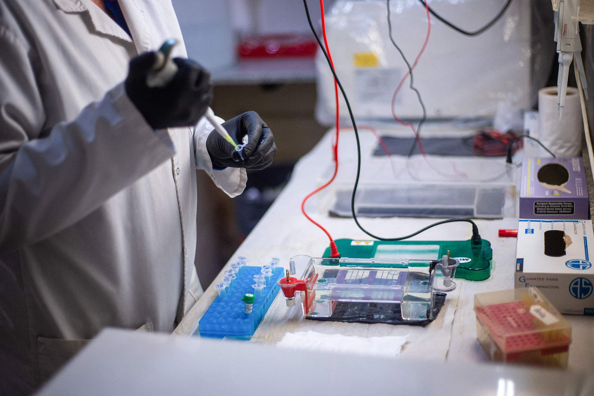 A laboratory technician prepares agarose gels, Cordoba, Argentina, May 13, 2026. /VCG