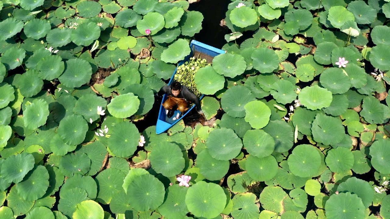 Baiyangdian, the return of a wetland paradise