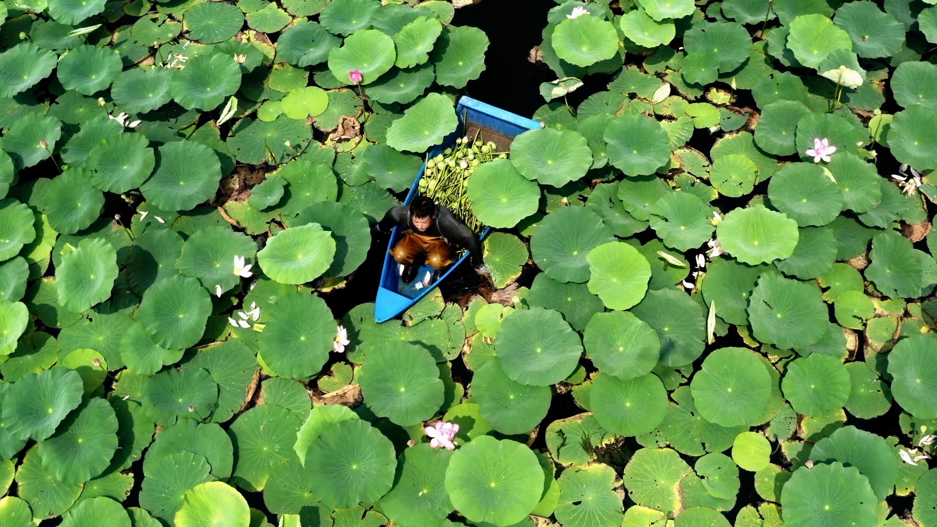 Baiyangdian, the return of a wetland paradise