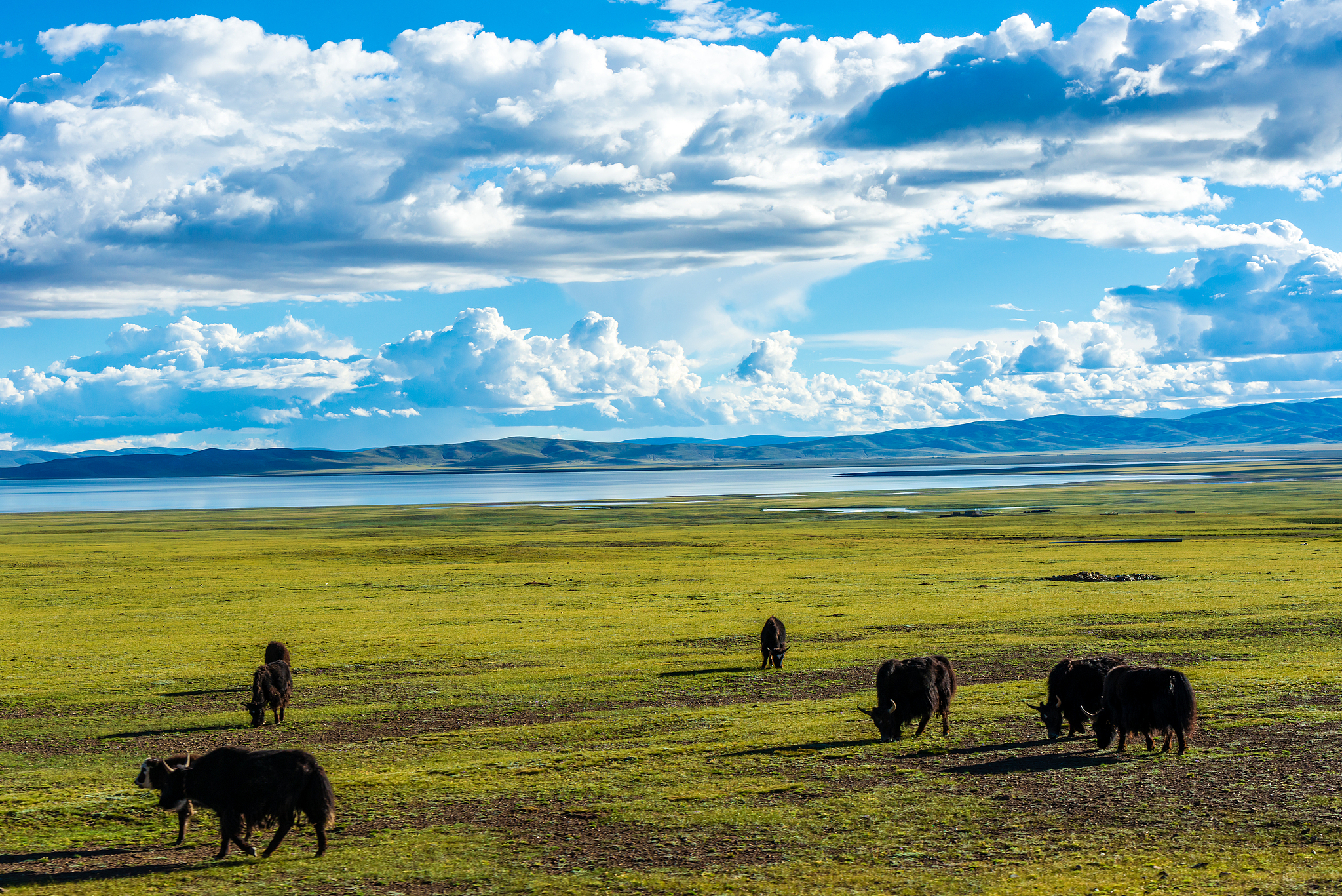 A view of the grassland in Nagqu, Xizang Autonomous Region, southwest China. /VCG