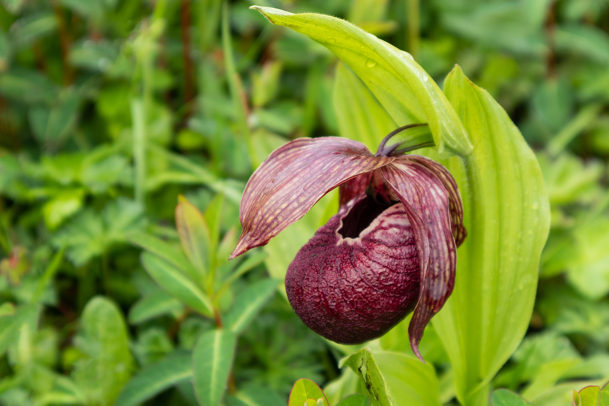 A Tibetan lady's slipper orchid (Cypripedium tibeticum), a second-class state protected species in China. /VCG