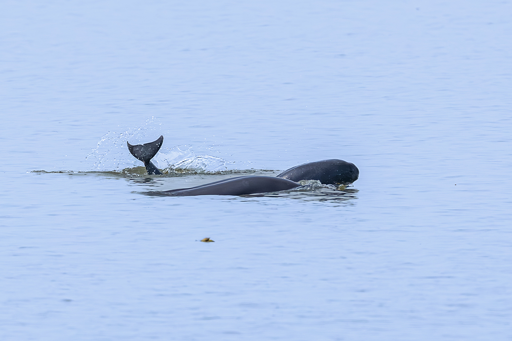 Yangtze finless porpoises are seen playing and foraging in the waters off Yangzizhou in Nanchang, Jiangxi Province, April 17, 2026. /VCG