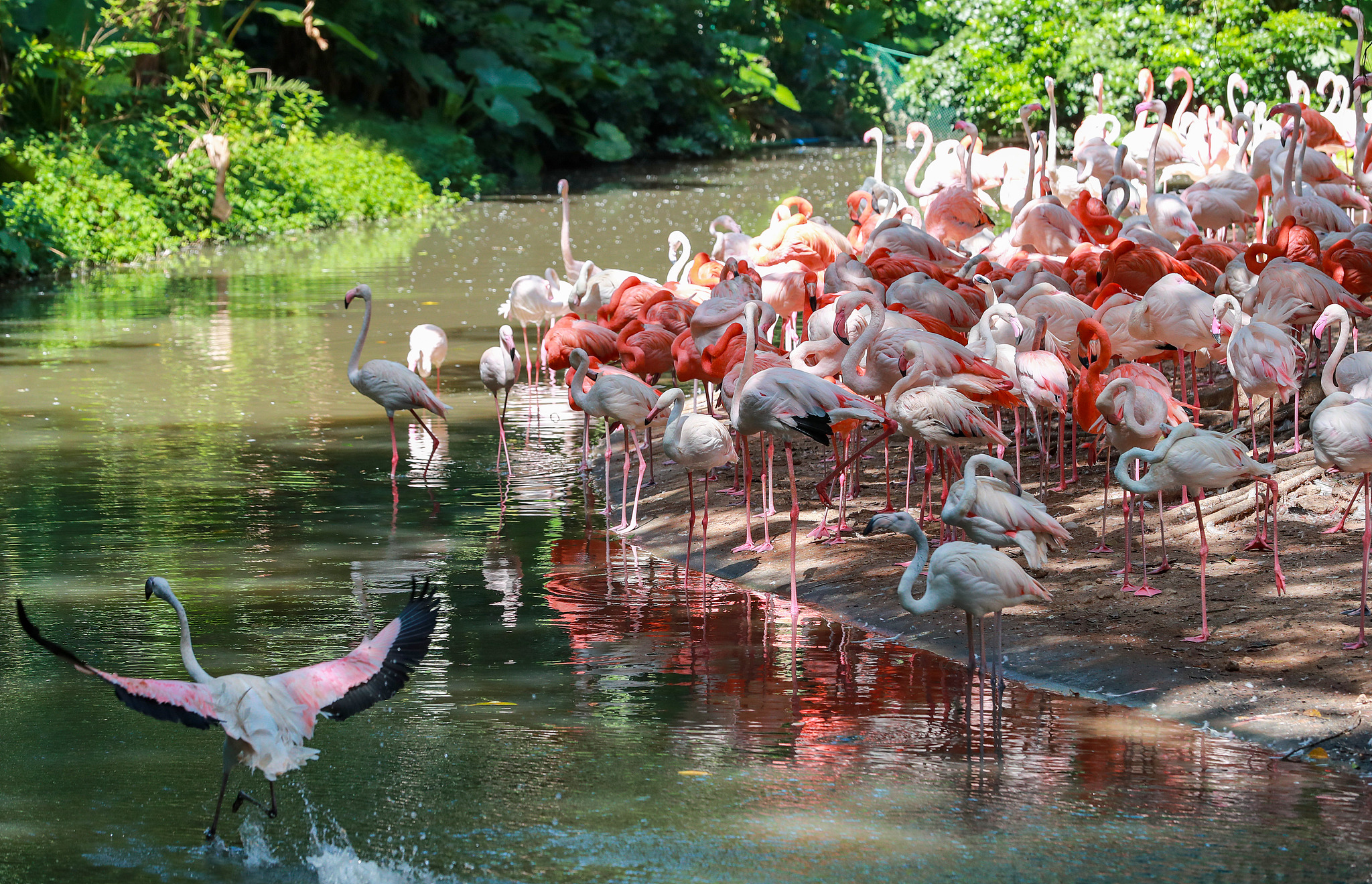 Home to giant pandas, golden snub-nosed monkeys and wildlife from around the world, Chimelong Safari Park in Guangzhou, south China's Guangdong Province, welcomes visitors of all ages for an unforgettable wildlife adventure. /VCG