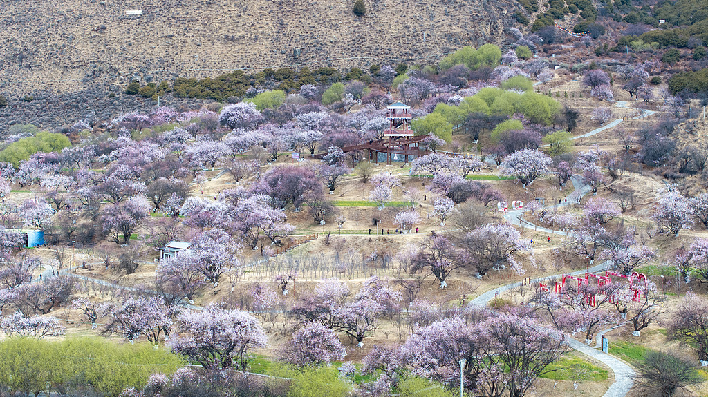 The Galai Village in Nyingchi, southwest China's Xizang Autonomous Region, March 12, 2026. /VCG