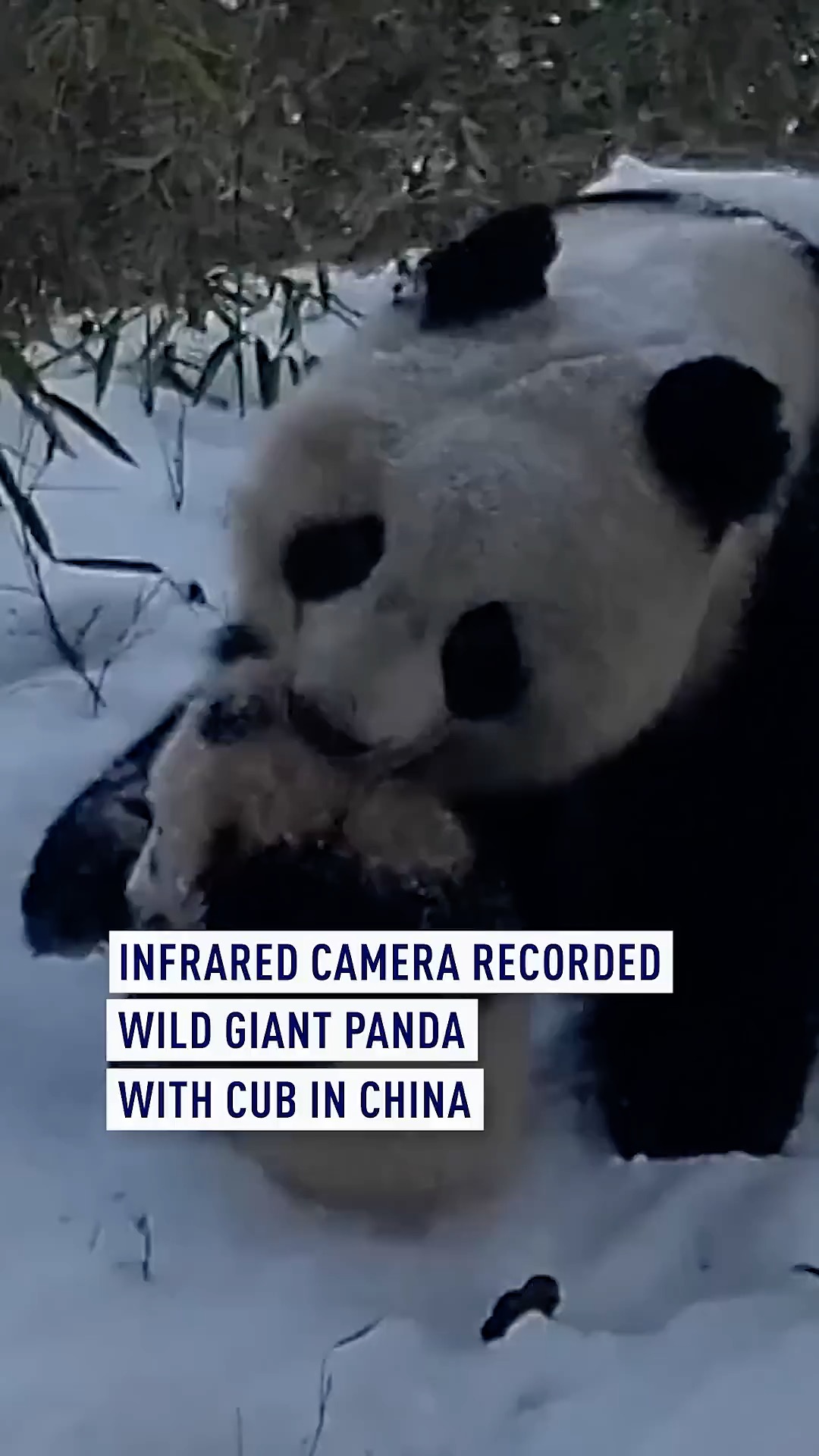 Infrared camera records wild giant panda with cub in China
