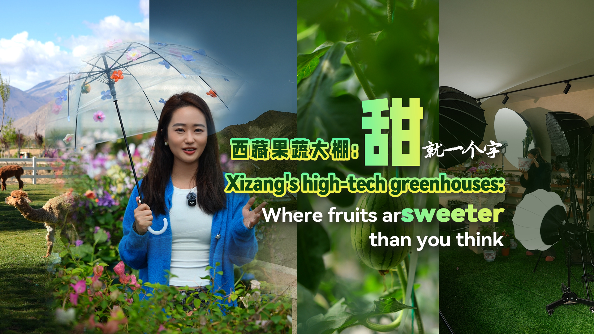 Xizang's high-tech greenhouses: Fruits sweeter than you think