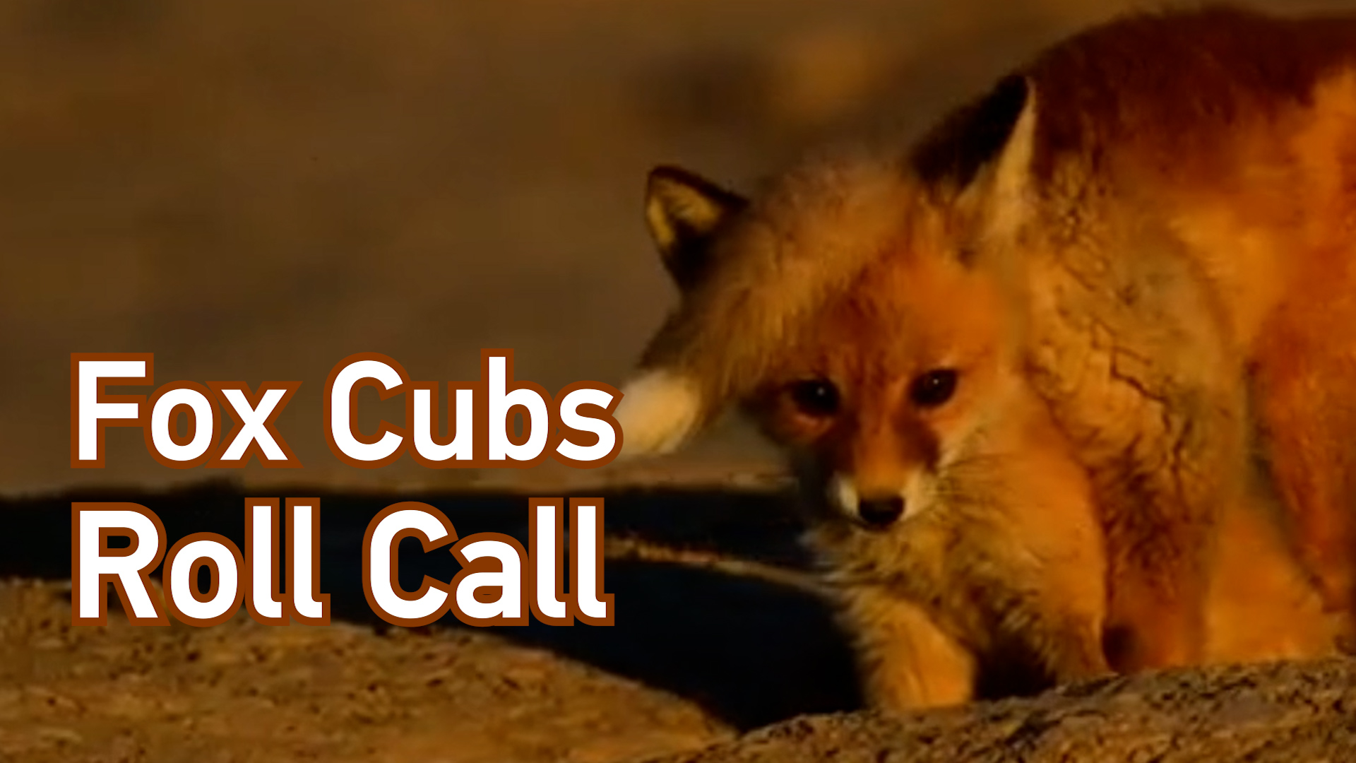 Five tiny fox cubs spotted in Xinjiang