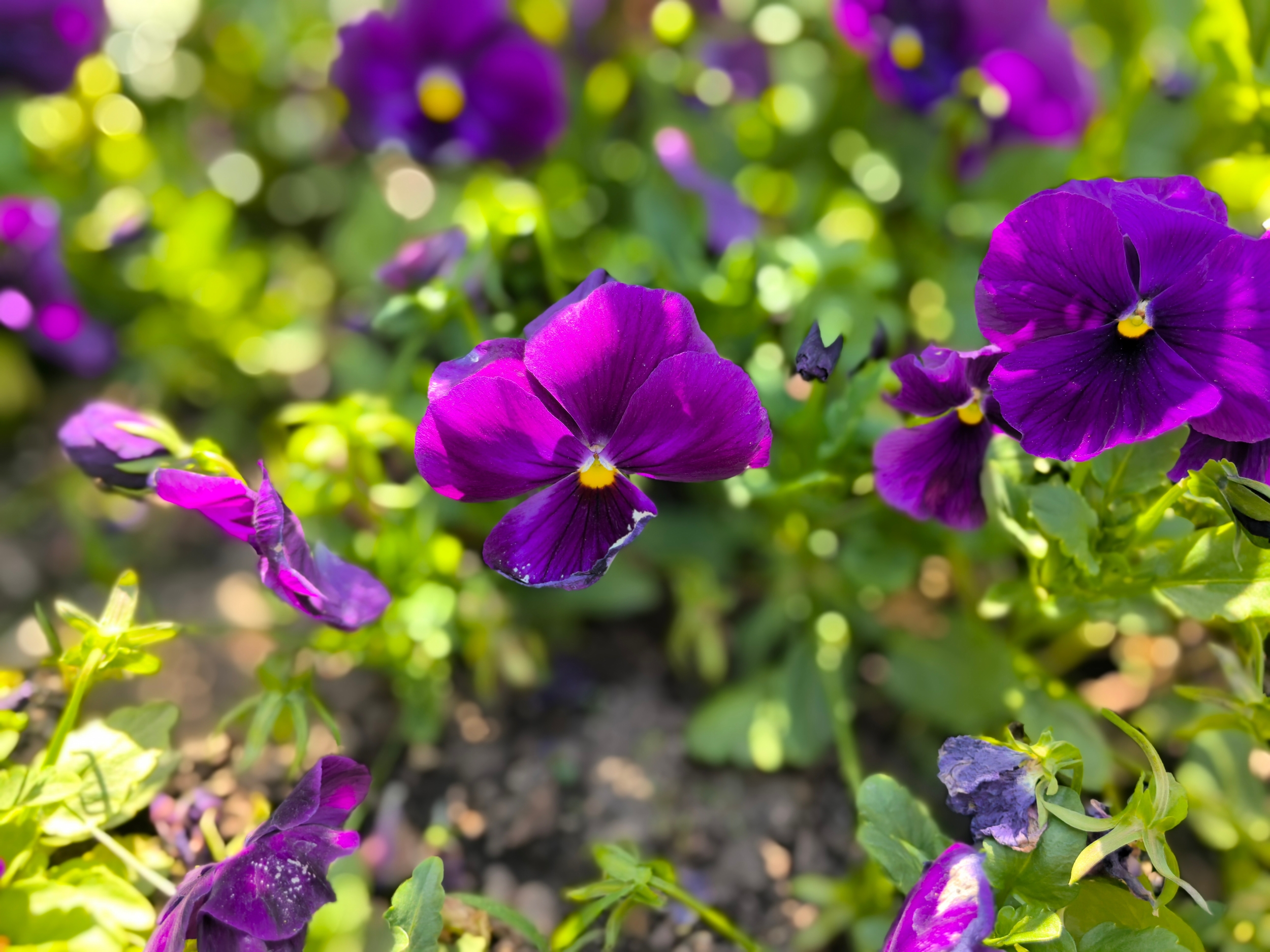 Blooming flowers are seen at the Secret Garden at the Museum of Chinese Gardens and Landscape Architecture in Beijing on May 4, 2026. /CGTN