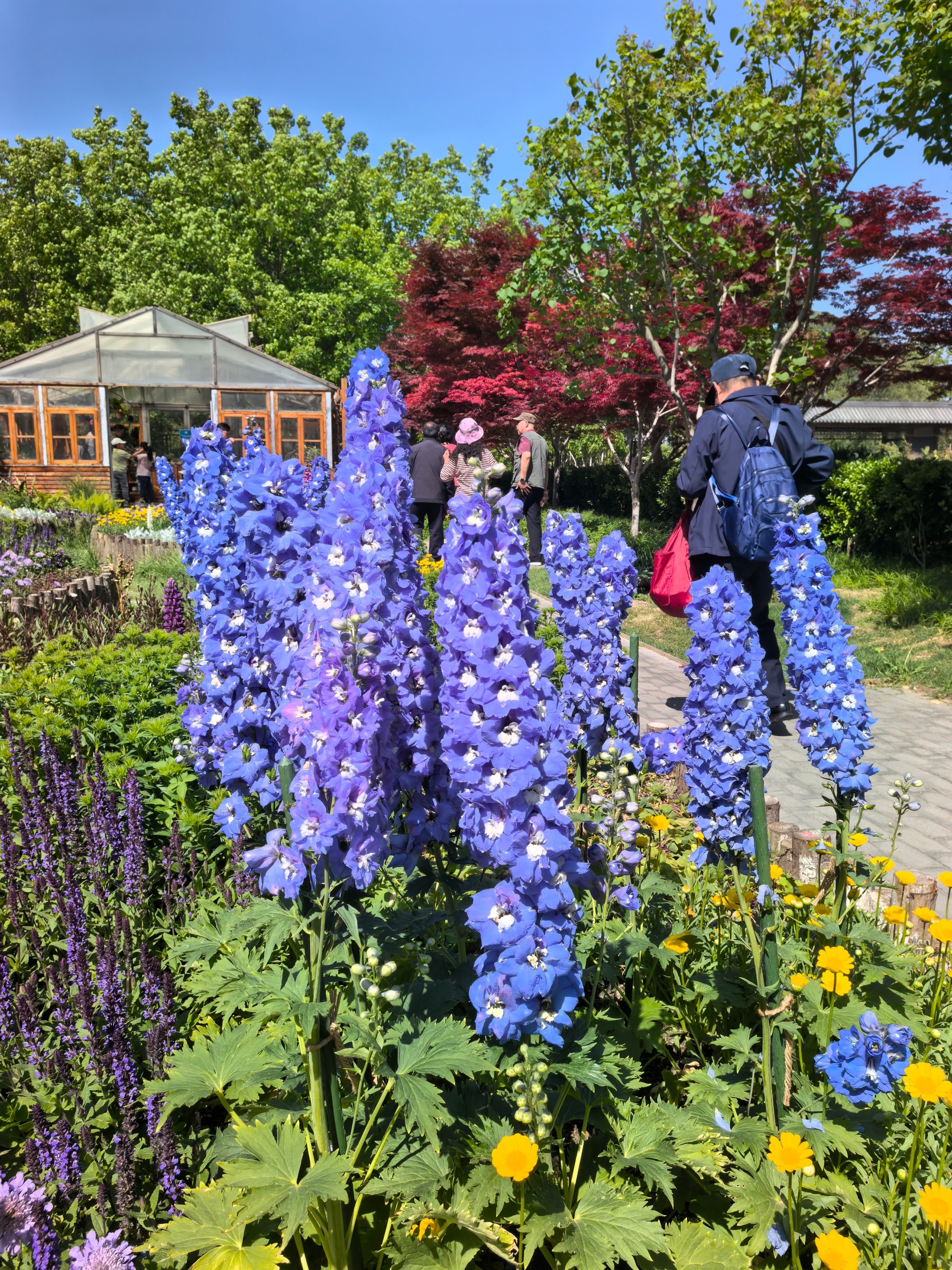 Blooming flowers are seen at the Secret Garden at the Museum of Chinese Gardens and Landscape Architecture in Beijing on May 4, 2026. /CGTN