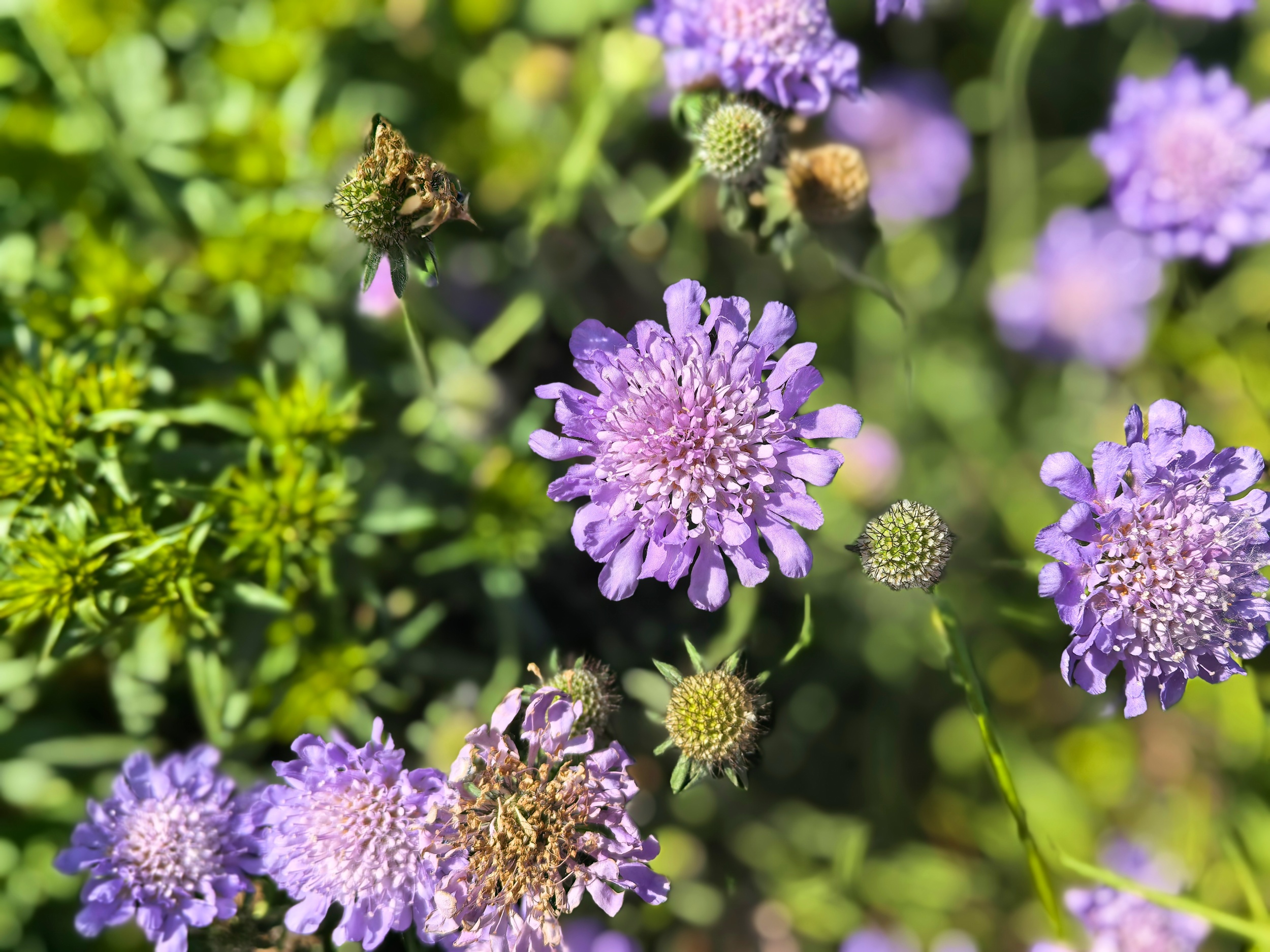 Blooming flowers are seen at the Secret Garden at the Museum of Chinese Gardens and Landscape Architecture in Beijing on May 4, 2026. /CGTN