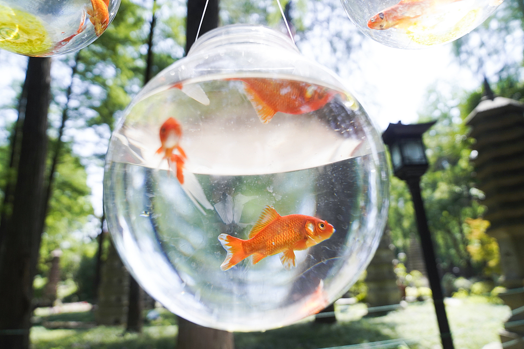 Goldfish bowls hang outside a storefront at Jiefang Park in Wuhan, Hubei Province, on May 11, 2026. /VCG