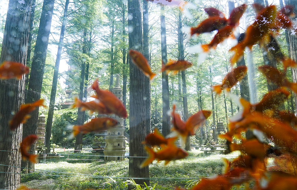 A photo shows the storefront fish tank at Jiefang Park in Wuhan, Hubei Province, on May 11, 2026. /VCG