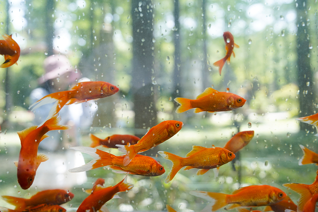 A photo shows the storefront fish tank at Jiefang Park in Wuhan, Hubei Province, on May 11, 2026. /VCG
