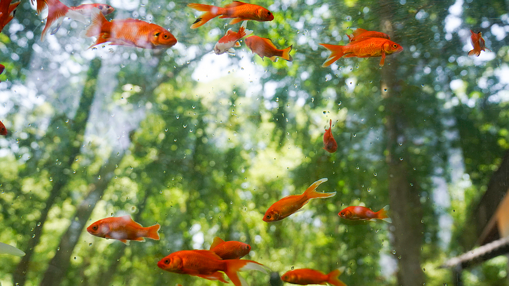 A photo shows the storefront fish tank at Jiefang Park in Wuhan, Hubei Province, on May 11, 2026. /VCG