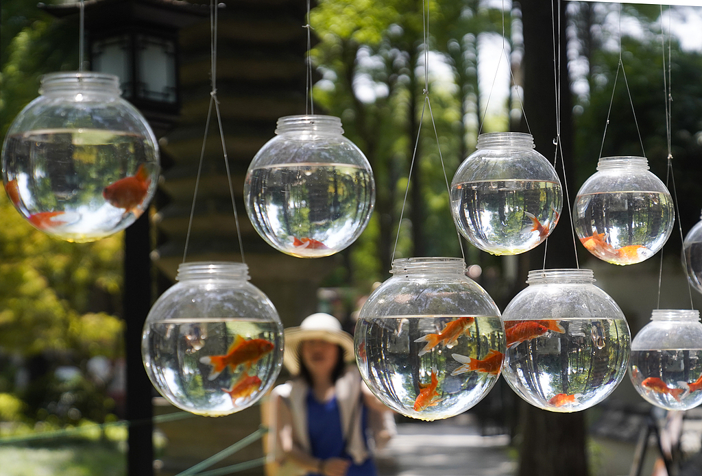 Goldfish bowls hang outside a storefront at Jiefang Park in Wuhan, Hubei Province, on May 11, 2026. /VCG