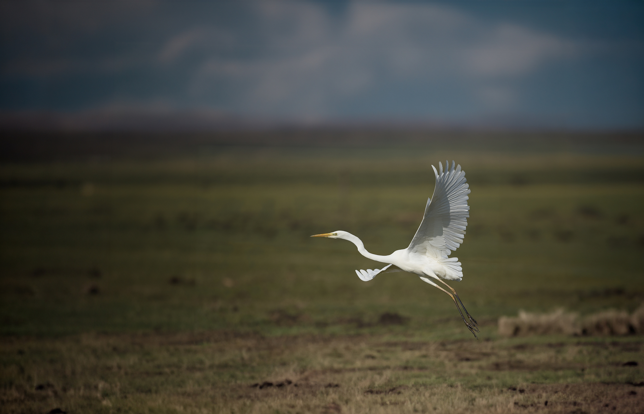 An egret is seen on the Chongming Island, Shanghai, China, June 28, 2025. /VCG