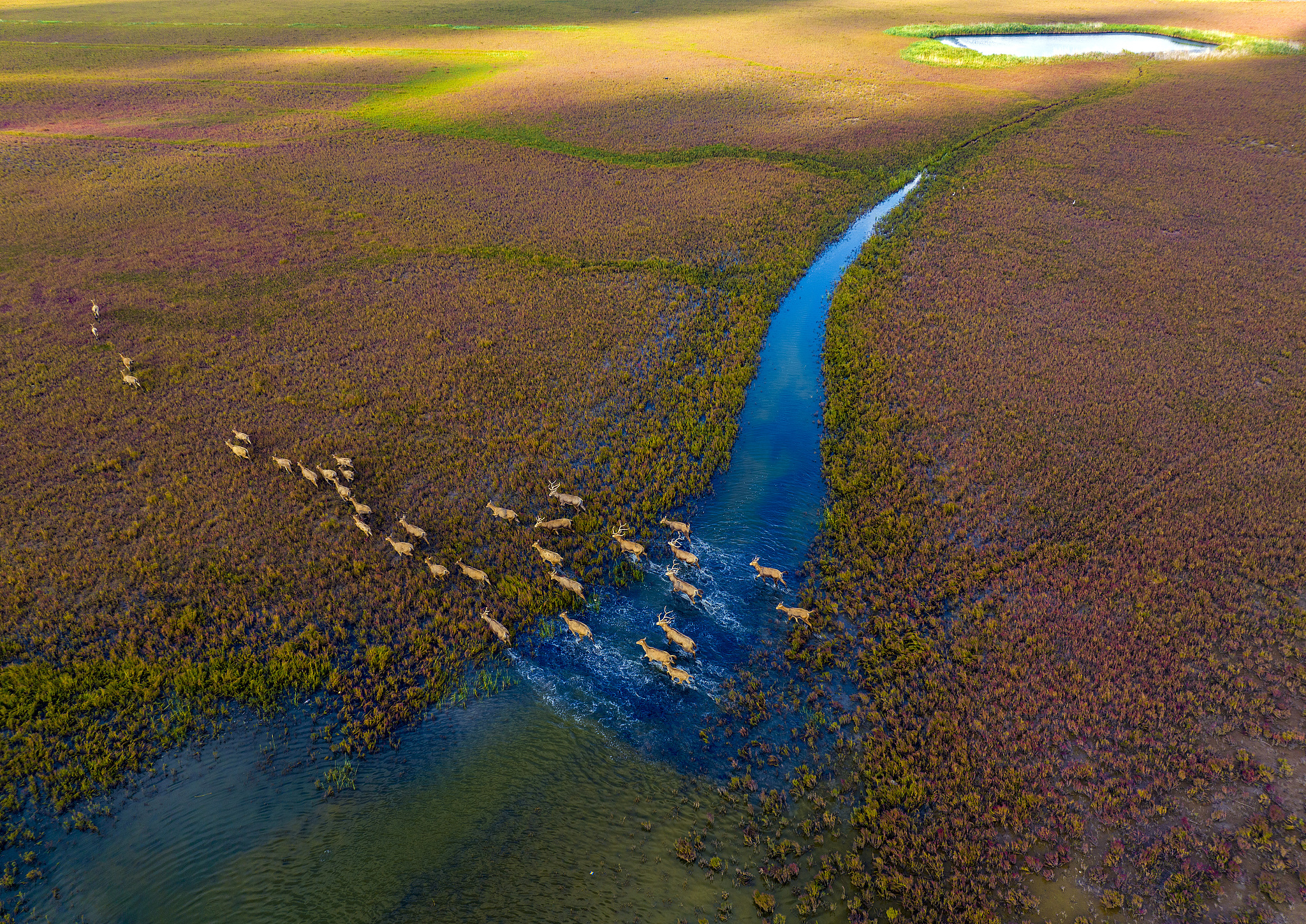 A milu herd is seen in the Tiaozini wetland, Yancheng, Jiangsu Province, east China. /VCG
