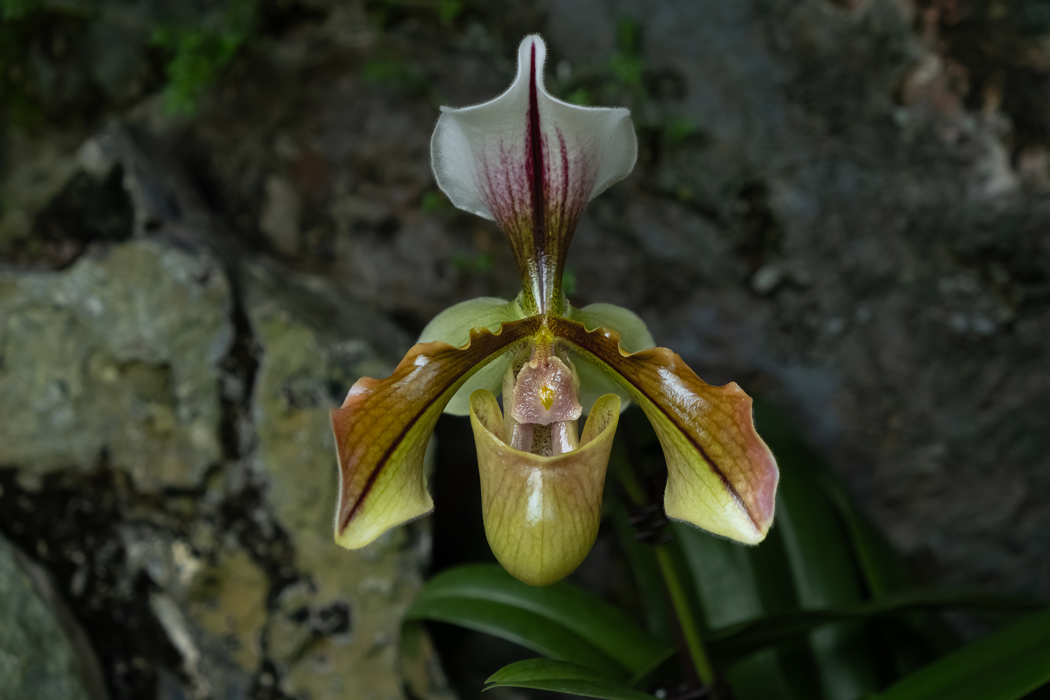 A Spicer's slipper orchid. /VCG