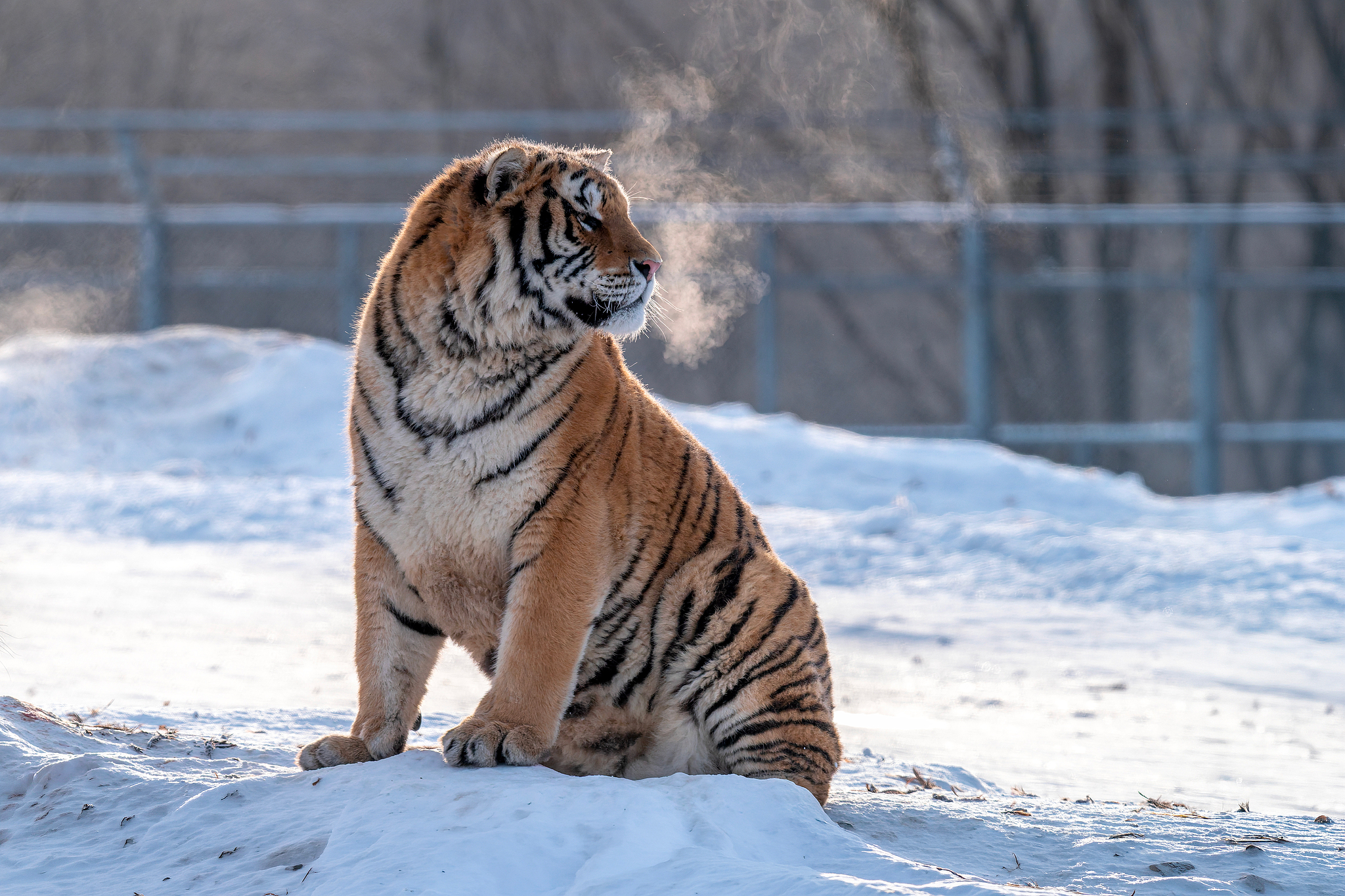 A Siberian tiger undergoes rewilding and hunting training at the Hengdaohezi Siberian Tiger Park in Mudanjiang, Heilongjiang Province, northeast China, February 21, 2026. /VCG
