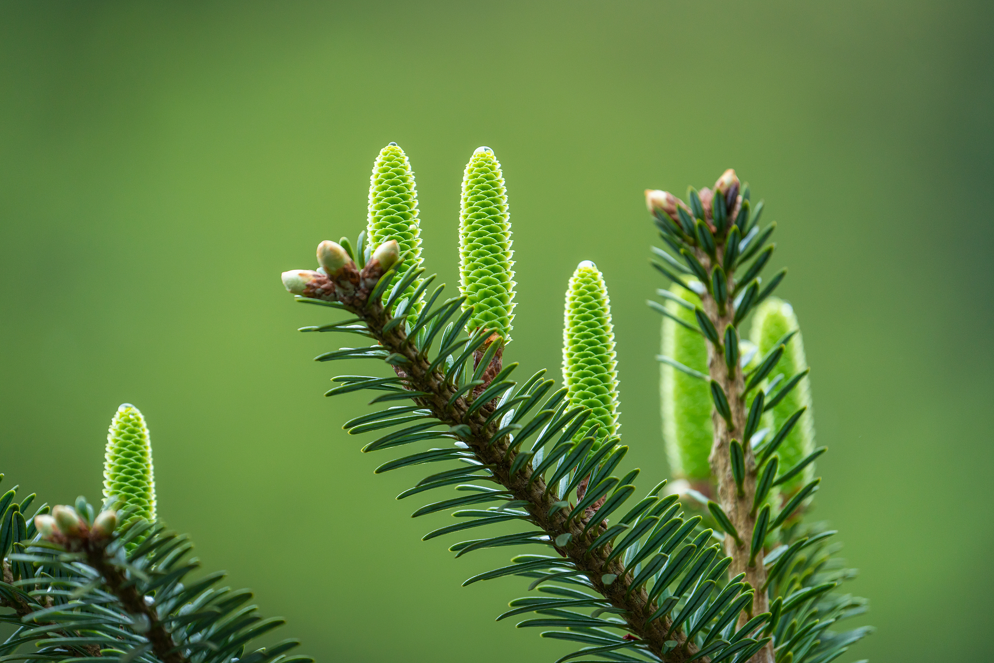 The Baishanzu fir. /VCG