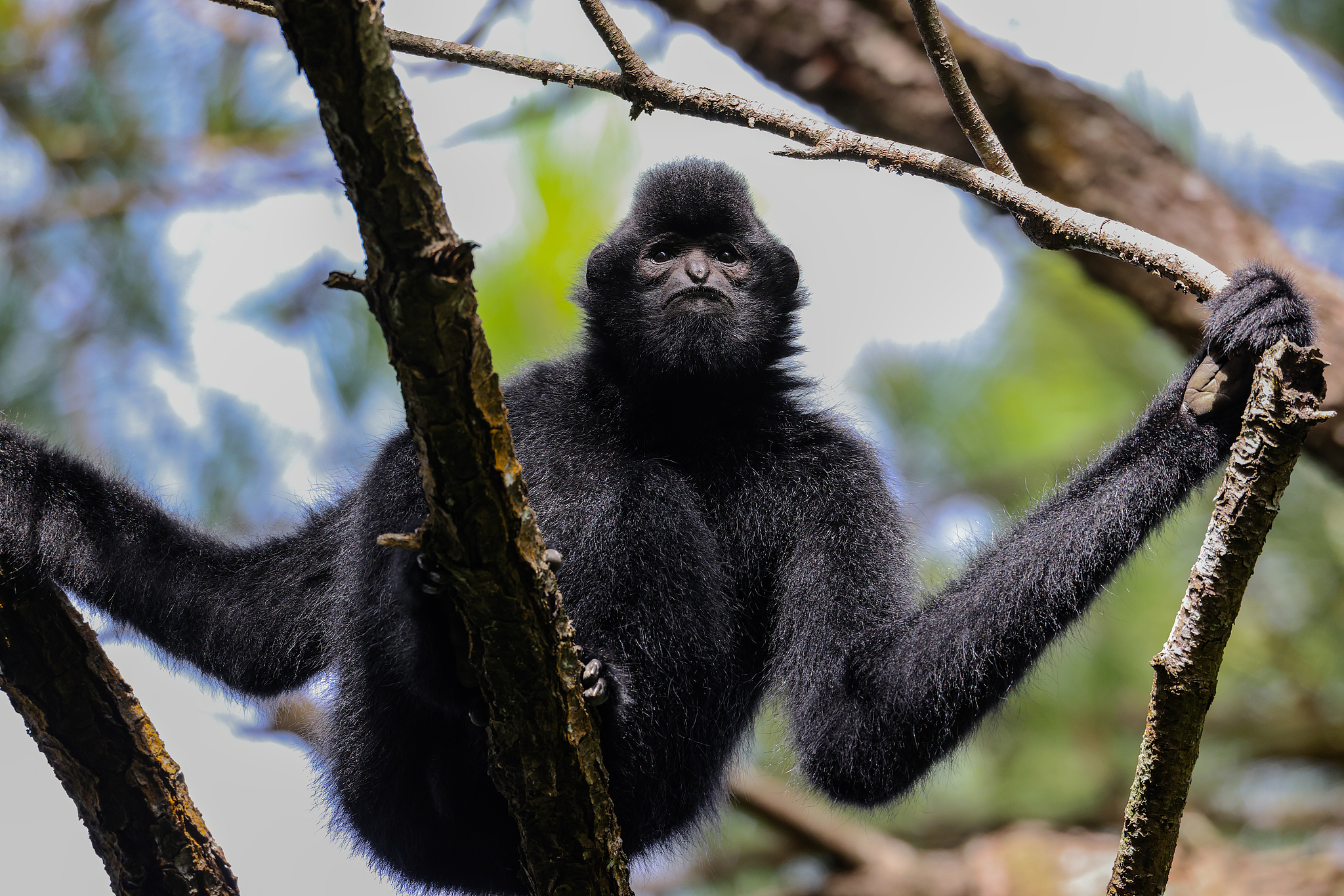 A Hainan gibbon. /VCG